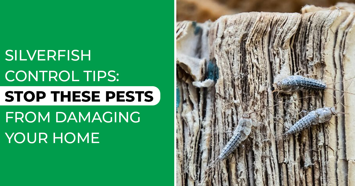 Stop These Pests from Damaging Your Home